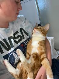 Lost cat near downtown Auburn found