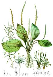 Image result for Plantaginaceae