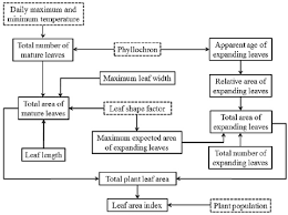 flowchart showing scheme of leaf area production model