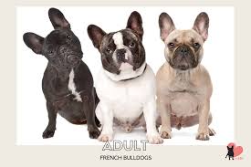 The french bulldog should not weigh more than 28 pounds, making him easily portable. French Bulldog Growth Stages Size And Weight Chart