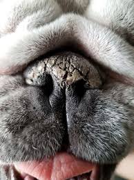 What To Do If Your Dog Has Dry Nose Dry Dog Nose Dog Nose Shepherd Dog Breeds