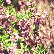 Image result for Daphne mezereum