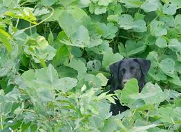 Image result for Agrostis quinqueseta