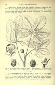 Image result for Schinziophyton rautanenii