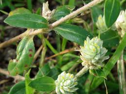 Image result for Gomphrena celosioides