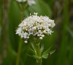 Image result for Valeriana