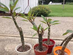 Plumeria Cuttings That Are Starting To Root Plumeria Tree Plumeria Plumeria Care