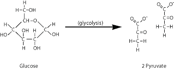 Glycolysis Biology For Majors I
