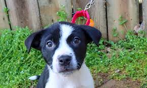 Border collies are intelligent dogs who love to be on the go all the time! These Nashville Based Puppies Are Up For Adoption And In Need Of A