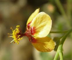 Image result for Abutilon austro-africanum