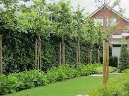 leibomen geven privacy in uw tuin van jaarsveld tuinen tuin groene tuin tuin ideeen