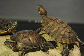 See full list on everythingreptiles.com How Big A Red Eared Slider Can Get The Turtle Hub