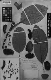 1.3. Magnolia macrocarpa (holotype at M, Botanische Staatssammlung... |  Download Scientific Diagram