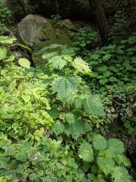 Image result for Girardinia