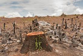 Oct 16, 2012 · antara langkah pemeliharaan hutan yang boleh dijalankan ialah. Bagaimana Penebangan Hutan Menyebabkan Pemanasan Global Pengetahuan Umum Populer