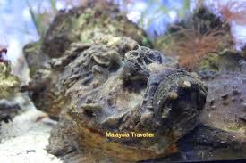 Mesra family store 1,74 km. Pusat Ikan Hiasan Port Dickson