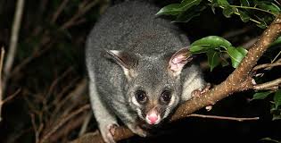 Trapping is a popular method. Expert Possum Removal In Melbourne Free Quotes