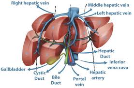 Check spelling or type a new query. Robotic Liver Surgery Intechopen