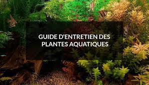 Si vous optez pour un aquarium planté, l'utilisation d'un substrat est bien souvent nécessaire. Guide D Entretien Des Plantes Aquatiques Materiel Aquatique Com