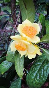 Pin On Camellias Flowering Plant