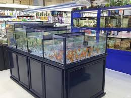 But the asian arowana is not your average pet store fish. The Biggest Pet Shop In Dubai Buy Pet Supplies In Dubai Abu Dhabi Uae Dog Food Cat Food And More Best Prices Guaranteed Pet Sky