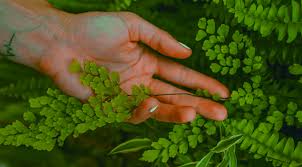 Why are my maidenhair fern leaves turning brown? Plant Profile How To Care For Maidenhair Fern Planet Houseplant