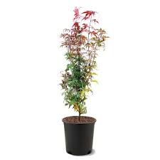 Choosing the right flowering tree. Maple Tree Flowering Ornamental Trees Trees The Home Depot