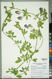 Image result for Medicago laciniata