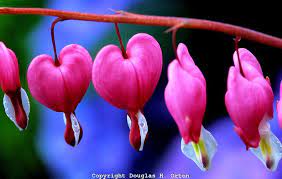 Bleeding Hearts A Natural Symbol Of Love Volunteer Park Conservatory Seattle Wa Douglas Orton Imaging Love Symbols Bleeding Hearts Symbols