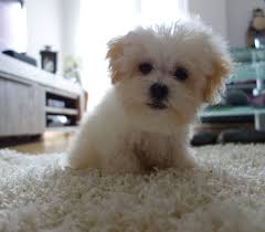 Maltipoo Dog Breed Information Fun Facts And History