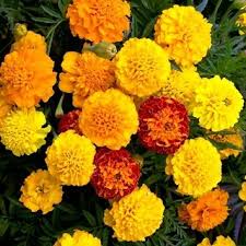 These flowers are usually bright yellow and dark brown. Buy Seeds Marigold Flower Orange Yellow Colour All Need Seeds For Home Garden Online Get 56 Off