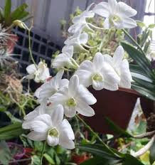 Bunga adalah sesuatu yang indah, mewarnai gambar bunga tentu sangat menyenangkan. Bunga Anggrek Steemit