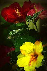 Pin By Faridluceroperez On Gif Flowers Gif Hibiscus Flower Drawing Beautiful Flowers Pictures