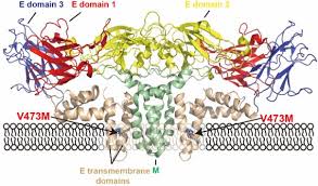 If mutations are not beneficial to the virus these viruses are still so genetically similar that these mutations shouldn't alter a new vaccine. Researchers Uncovered The Zika Virus Mutation Responsible For Quick Spread Birth Defects Eurekalert Science News