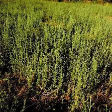 Image result for Neojeffreya