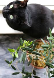This includes any comments on people's appearance, either. Ask The Expert Will A Poisonous Plant Really Kill Your Pet Gardenista