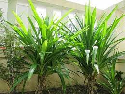 Daun ini sangat mudah untuk anda tanam di kebun rumah, sehingga anda bisa mengambilnya dengan mudah tanpa harus membelinya terlebih dahulu. Teknik Menanam Terbaru 2016 Cara Menanam Daun Pandan Di Pekarangan Rumah