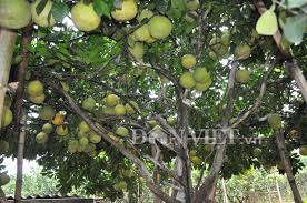 Kết quả hình ảnh cho xem ảnh hoa anh túc