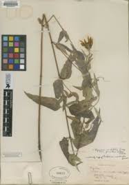 Image result for Bidens oligoflora