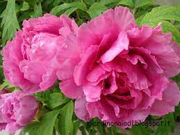 Maybe you would like to learn more about one of these? Fiori Simili Alle Rose Riconoscere I Fiori Ecco La Gallery Di Fiori Foglie Fiori E Foglie Acquisto Online E Consegna Fiori E Piante A Domicilio A Genova