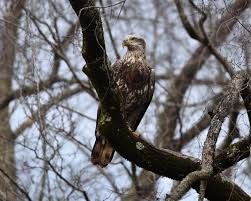 The bald eagle has been the national emblem of the united states since 1782 and a spiritual symbol for once endangered by hunting and pesticides, bald eagles have flourished under protection. Just A Pic Of A Juvenile Bald Eagle On The Neuse River Greenway Glad We Live In A City That Has Planned And Set Space Aside For Nature Raleigh