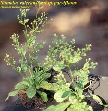 Image result for Samolus