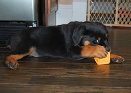 It would be a great option in case you can't find suitable rottweiler breeders in illinois. Contact Us German Rottweiler Puppies For Sale Atlanta Haus Rottweilers