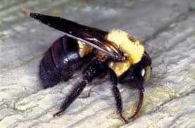 Instead, carpenter bee abdomens are smooth and shiny, whereas bumble bees' have hairy, yellow abdomens. Carpenter Bee An Overview Sciencedirect Topics