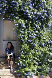 75 of the top 100 retailers can be found on ebay. Plumbago Auriculata Cape Leadwort Native South Africa And Me Plants Garden Vines Mediterranean Garden