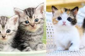 Kumpulan kucing lucu, gemesin, gemoy | video tik tok kucing lucu viral terbaru 2020 jangan lupa subscribe chanel ini. Gemas Maksimal 15 Ras Kucing Paling Imut Ketika Masih Bayi