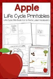Apple Life Cycle Worksheets Apple Life Cycle Life Cycles Kindergarten Life Cycles