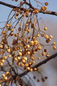Melia Azedarach Chinaberry Tree Fruit Arizona Gardening Tree Fruit