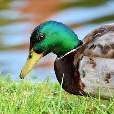 We did not find results for: What Not To Feed Ducks Wild And Domestic Duck Diet