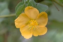 Image result for Abutilon austro-africanum